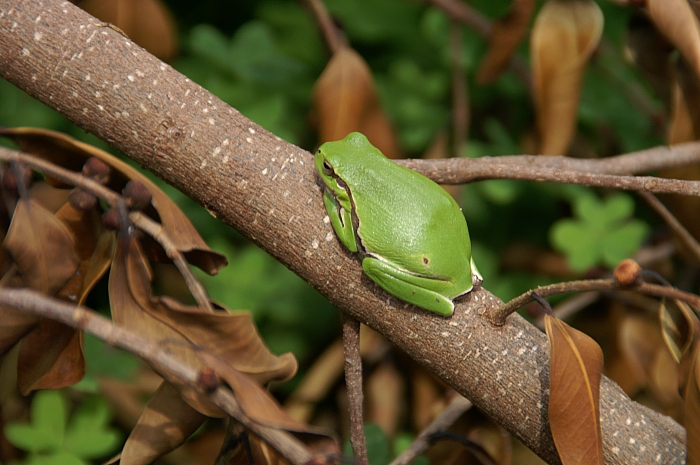 PICT2957 small FROG.jpg - 261313 Bytes